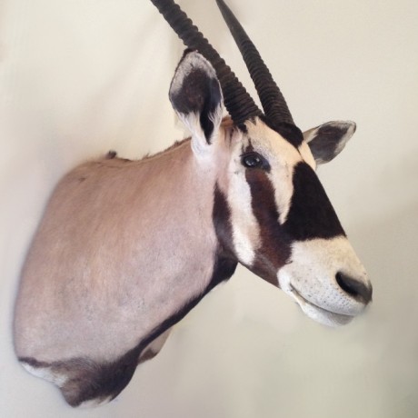 A stuffed Oryx